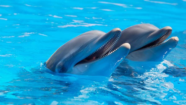 Adorable dolphins in a blue water