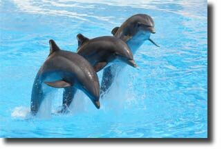dolphins_habitat2-4468677
