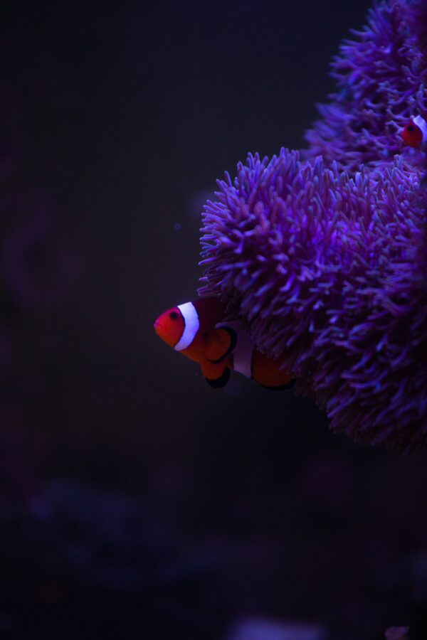 A single clownfish swimming alone amidst vibrant coral in a reef aquarium.