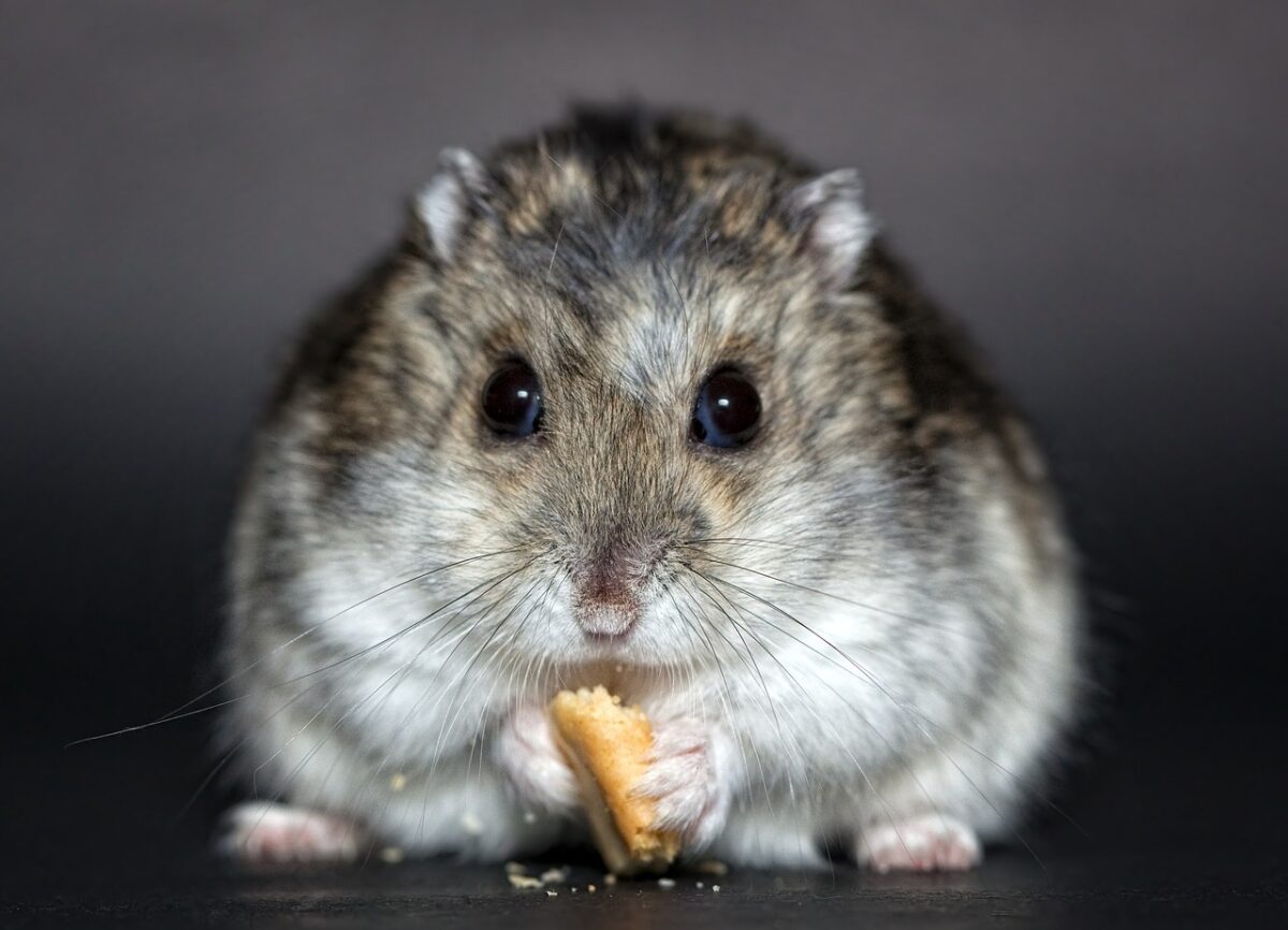 Dwarf Hamster Face Up-close
