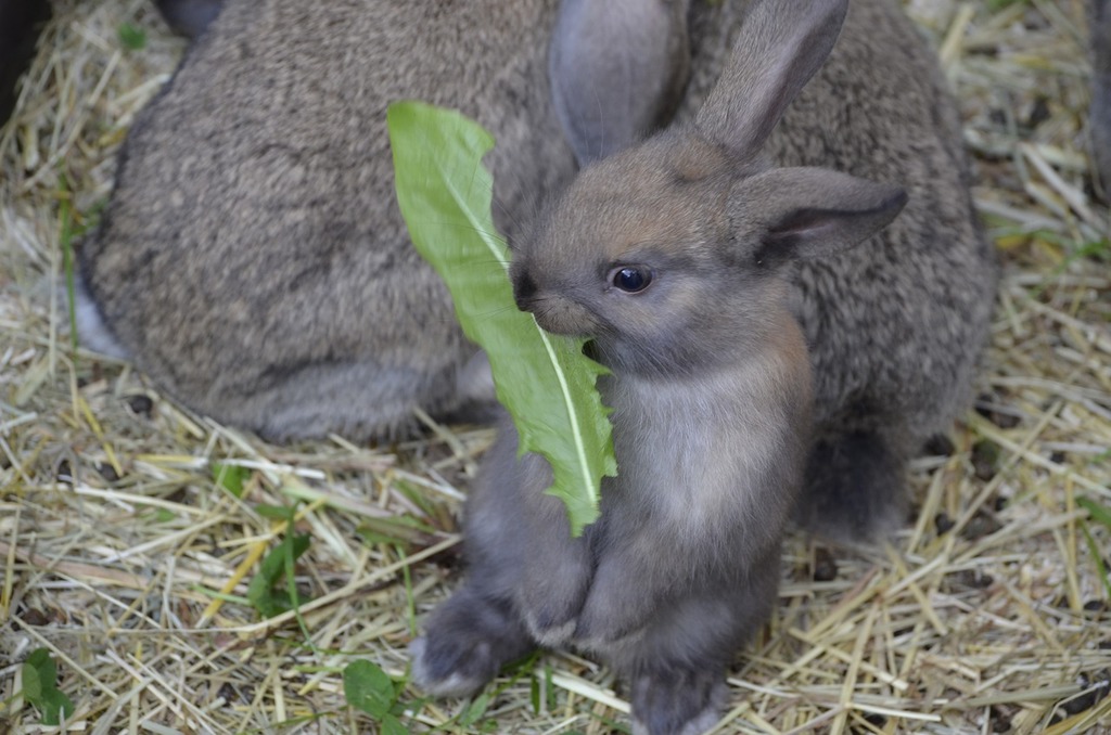 Brown dwarf bunny eating a leaf