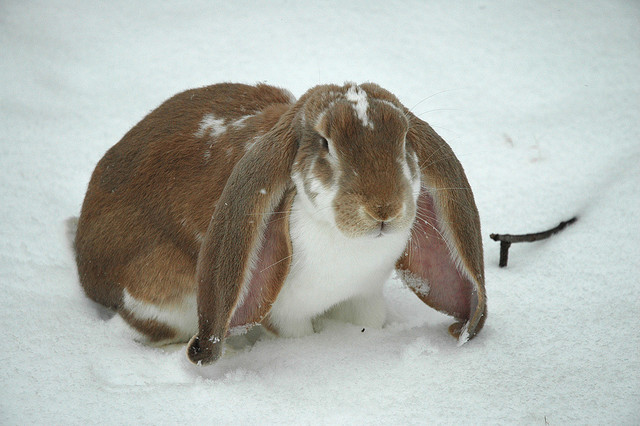 An English Lop rabbit