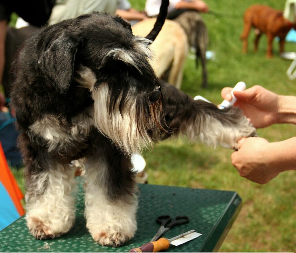 Gentle grooming of a Schnauzer with sensitive skin using a soft-bristled brush and skin-friendly products.