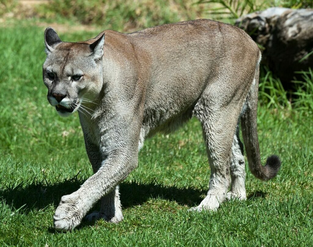 "Facts about Cougar Conservation" sheds light on the crucial initiatives and strategies employed to safeguard the existence of cougars in their natural habitats.
