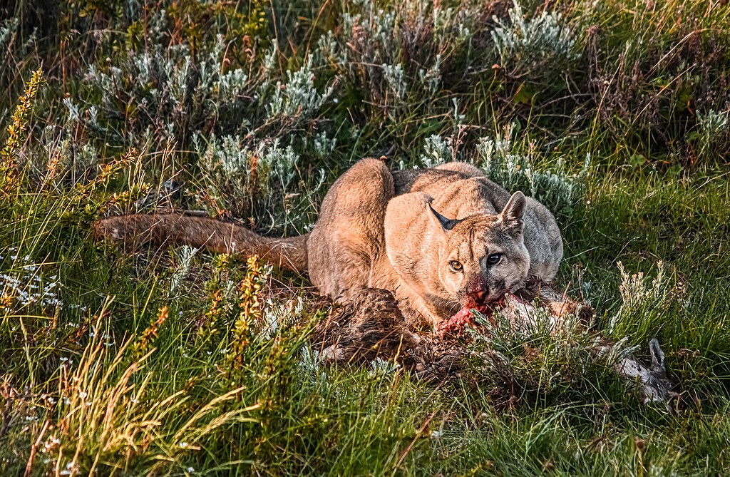 A comprehensive overview of cougar feeding habits, from hunting techniques to dietary preferences in the wild.