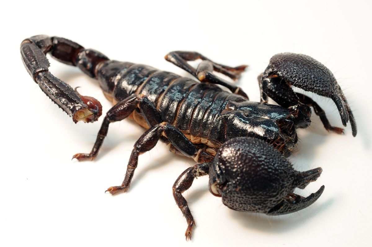 This emperor scorpion or imperial scorpion (Pandinus imperator) is a species of scorpion native to Africa.