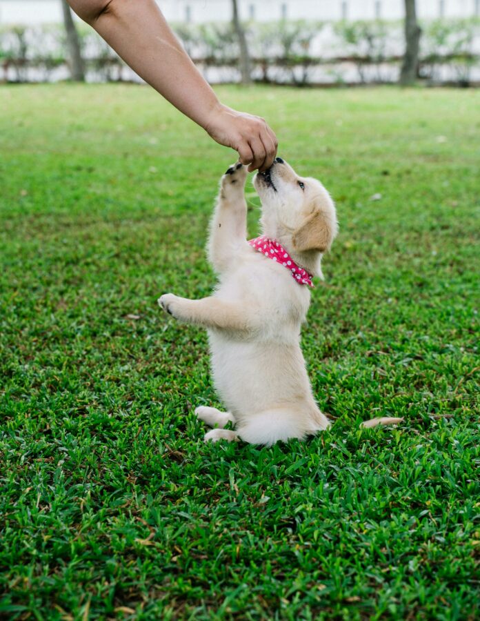 Navigate the journey of finding trustworthy breeders for golden Labrador puppies with this insightful guide