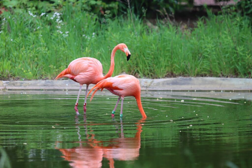 Two flamingos feeding from a pond
