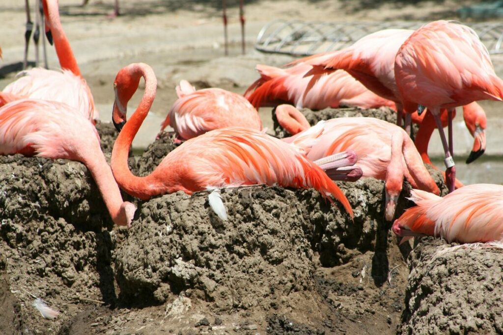 A group of Flamingos nesting