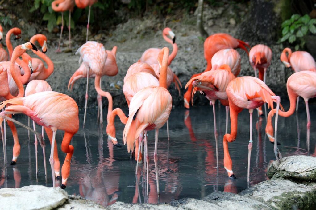A group of flamingos drinking water