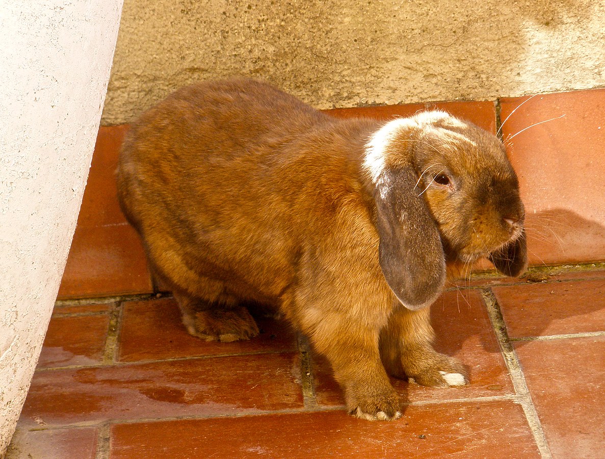 French Lop Bunny