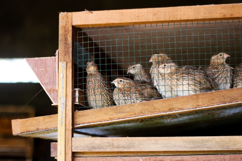 Fresh quail cages are arranged in stages with a place to feed and drink