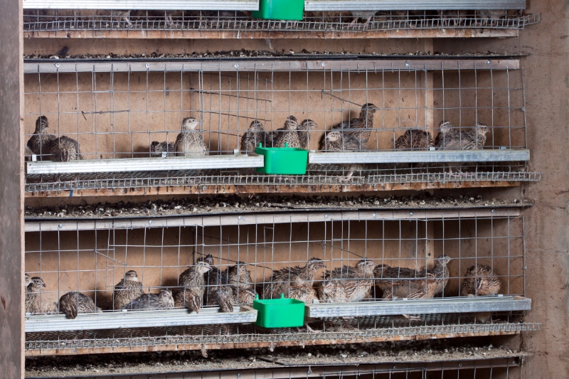 Quails in cages at the poultry farm