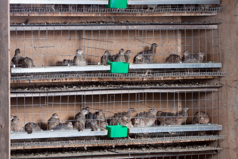 Setting up the Perfect Quail Cage: A Complete Guide for Beginners 2 Quails in cages at the poultry farm