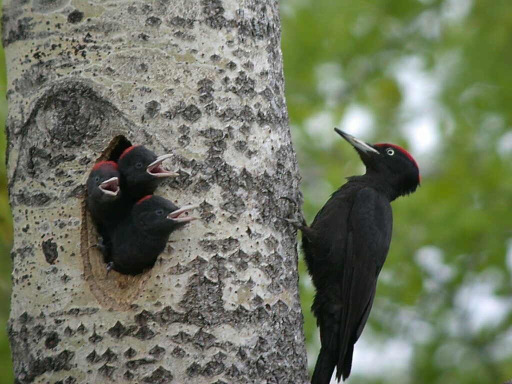 Books and online resources for in-depth understanding of woodpecker behavior and additional deterrent techniques.
