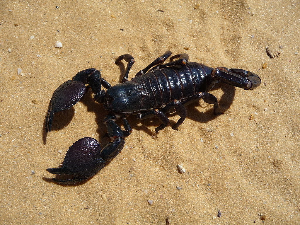 An up-close view of an Emperor Scorpion, showcasing its impressive pincers and dark exoskeleton in vivid detail.
