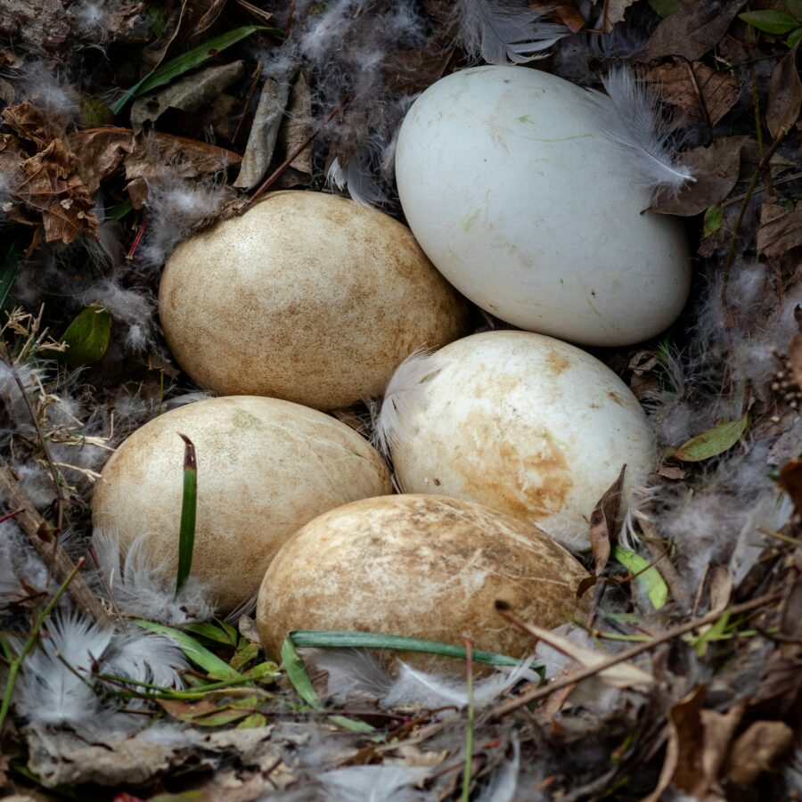 Experience the joy of 'Getting the Goose Eggs' with this insightful guide, providing valuable insights into the art of safely and respectfully collecting freshly laid goose eggs