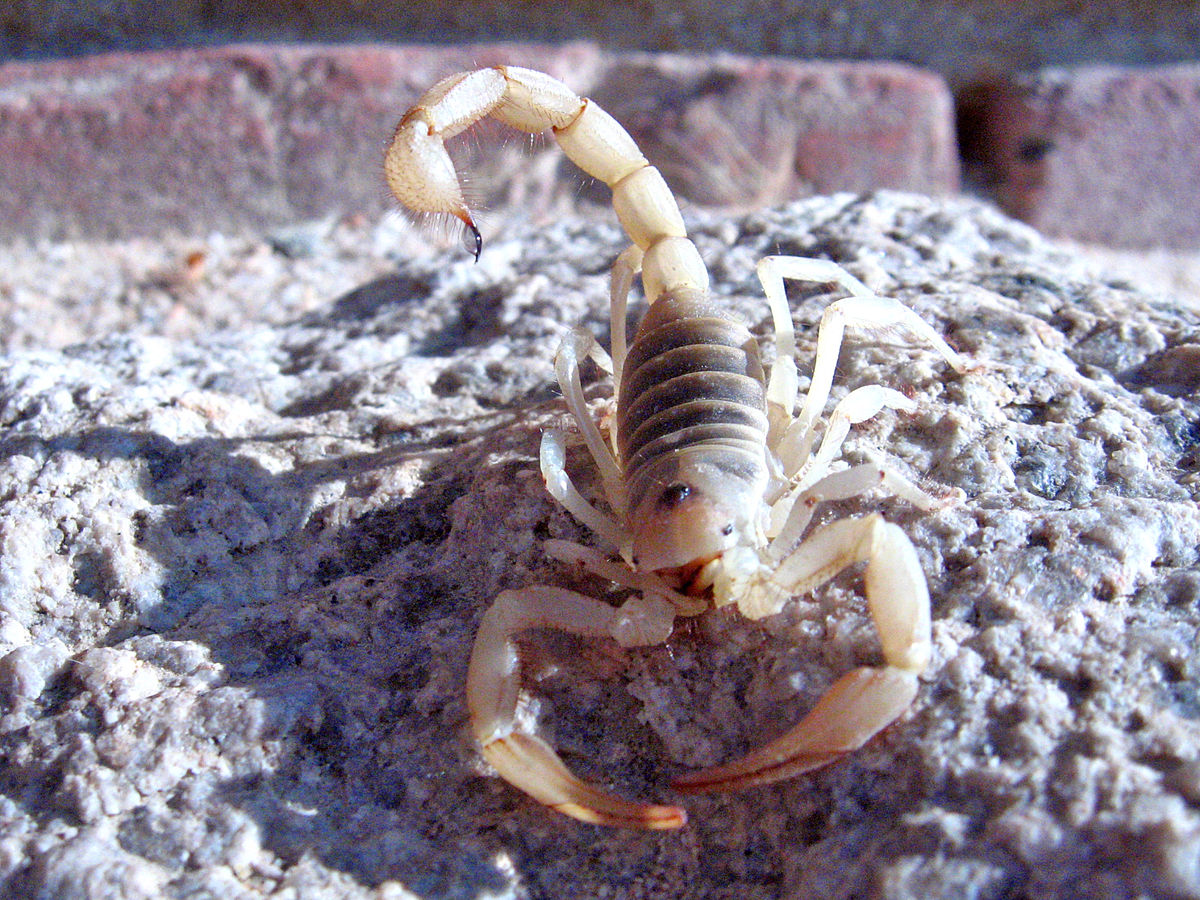 Giant hairy scorpion, Twentynine Palms