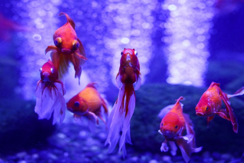 The Fascinating World of Goldfish Reproduction: Everything You Need to Know 2 Many beautiful colored goldfish in the water