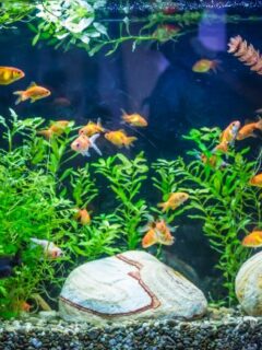 The Fascinating World of Goldfish Reproduction: Everything You Need to Know