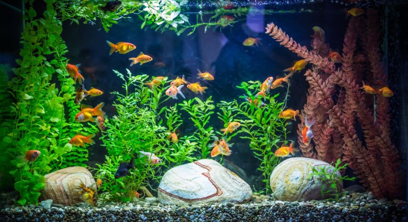 Tropical freshwater aquarium with gold fishes