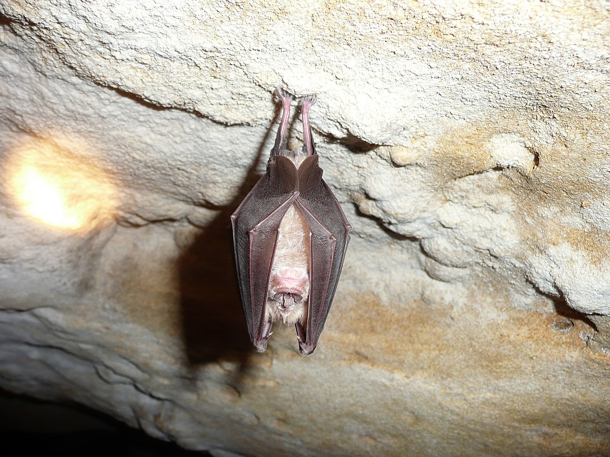 Grand Rhinolophe Bat
