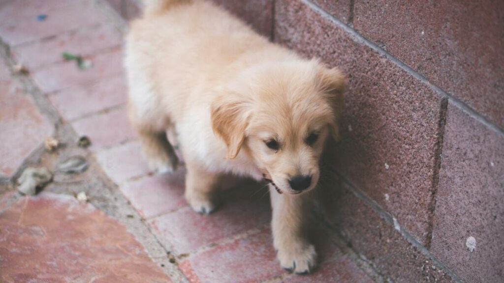 Immerse yourself in the delightful universe of golden Labrador puppies with this comprehensive guide