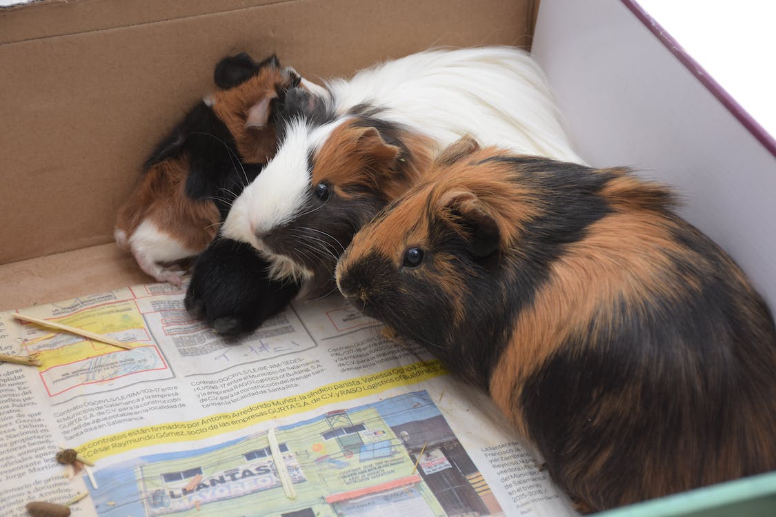 Mother Guinea Pig and babies
