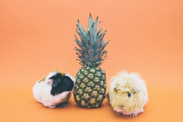 Guinea pigs eating pineapple