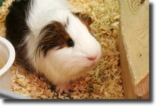 guinea_pig_facts2-2398088