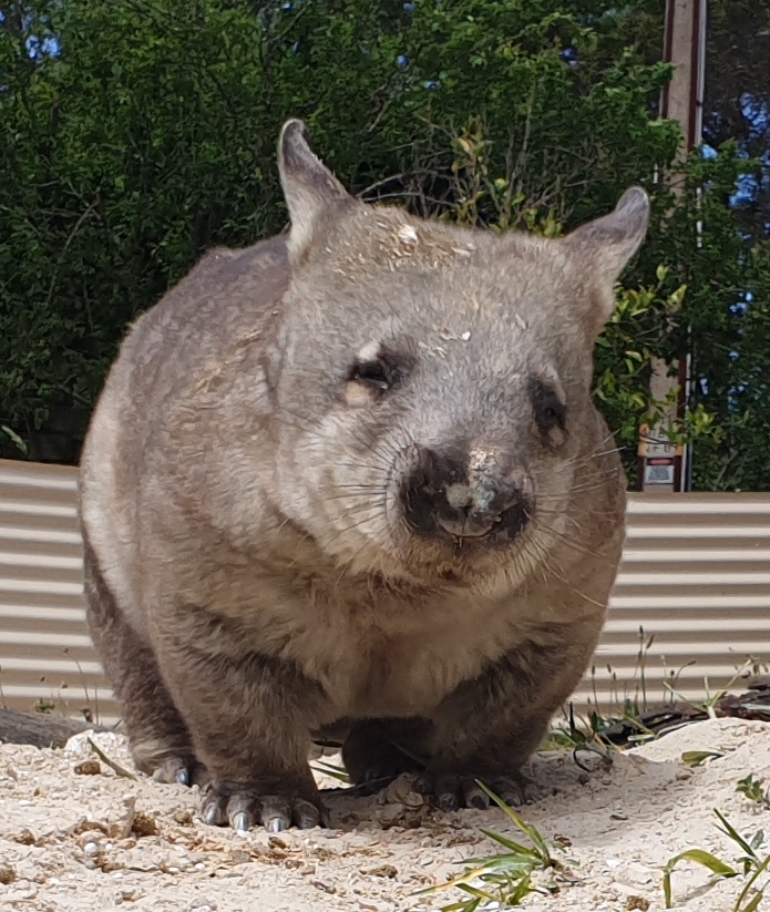 Pebbles the Southern Hairy-nosed Wombat