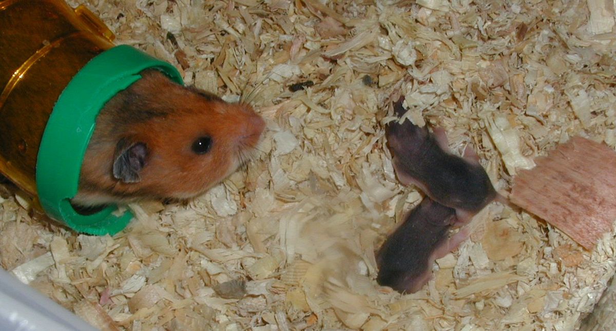 A mother Syrian hamster with pups less than one week old