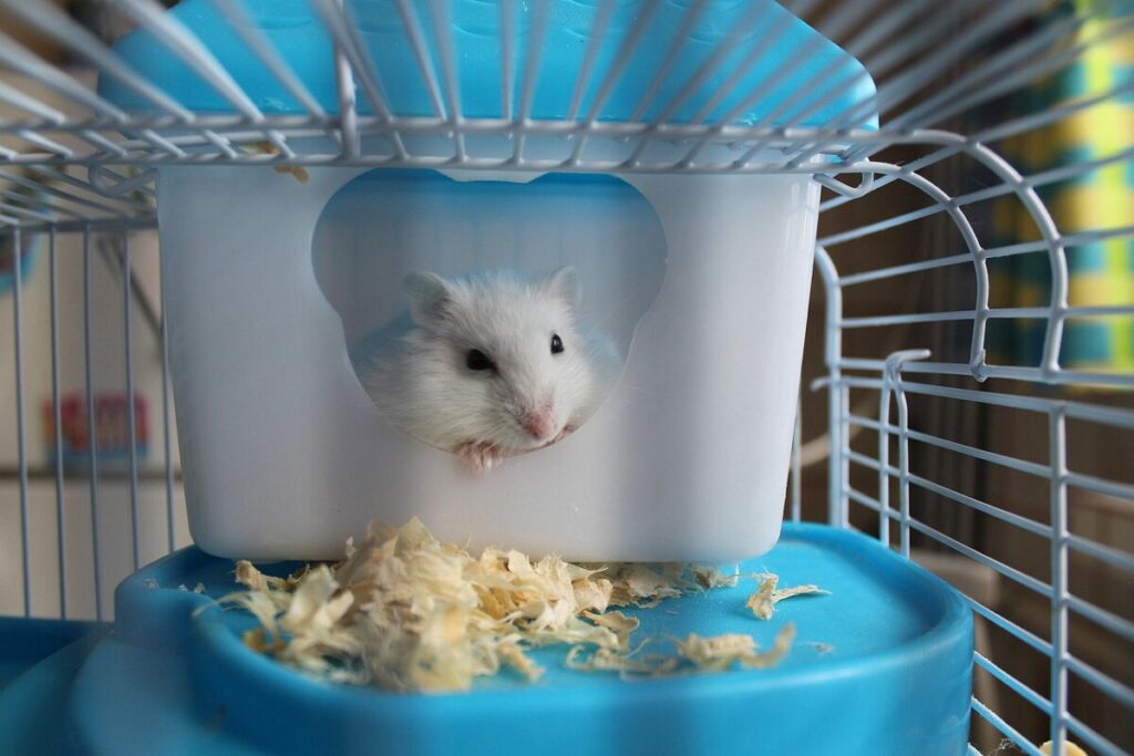 White Hamster inside a Cage