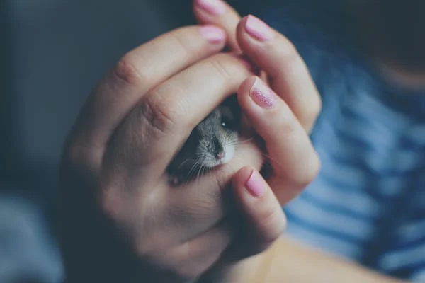 A hamster pet held by a lady