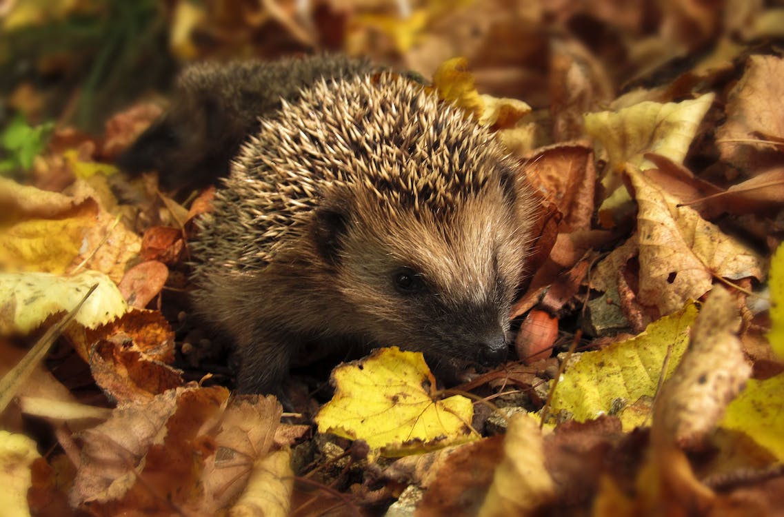 Hedgehog on a brown dry leaves