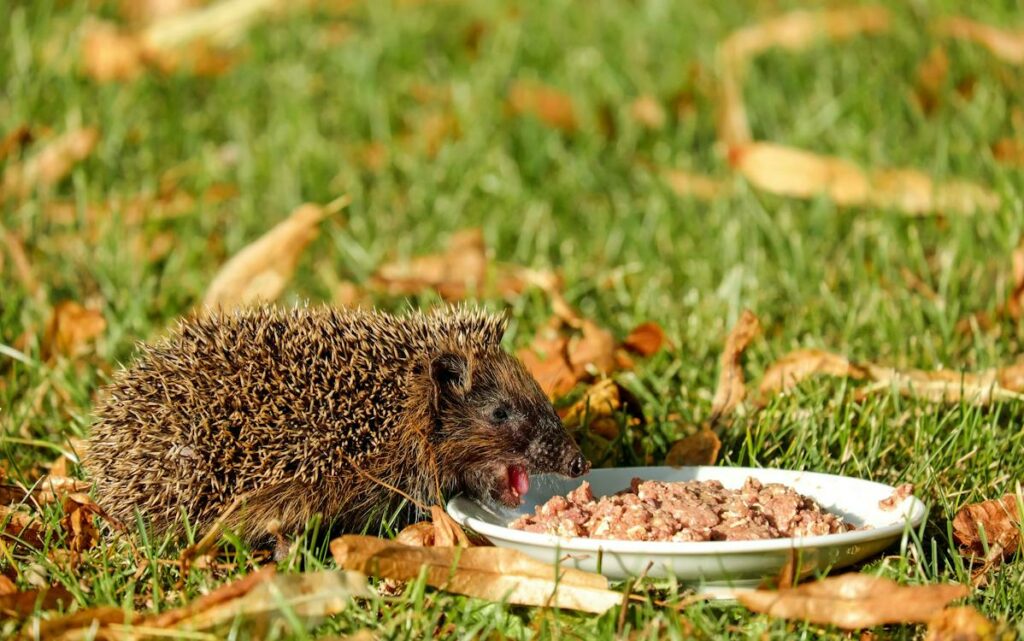 Domesticated hedgehog being fed at home