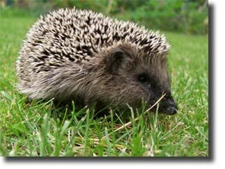 hedgehog_habitat2-9693071