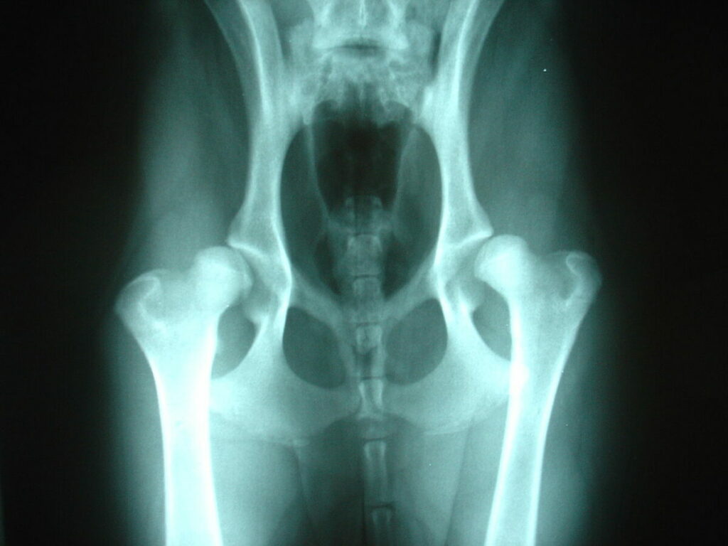 An X-ray image of a hip dysplasia of a Labradoodle.