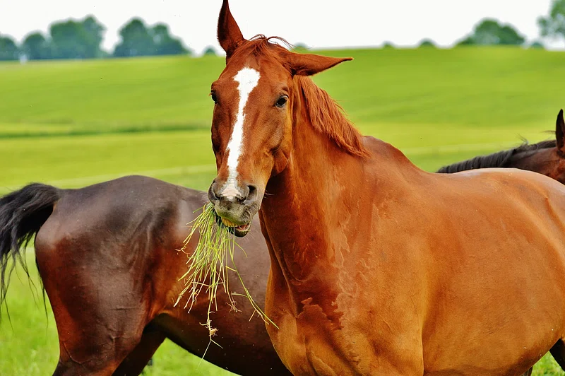 Horse eating grasses