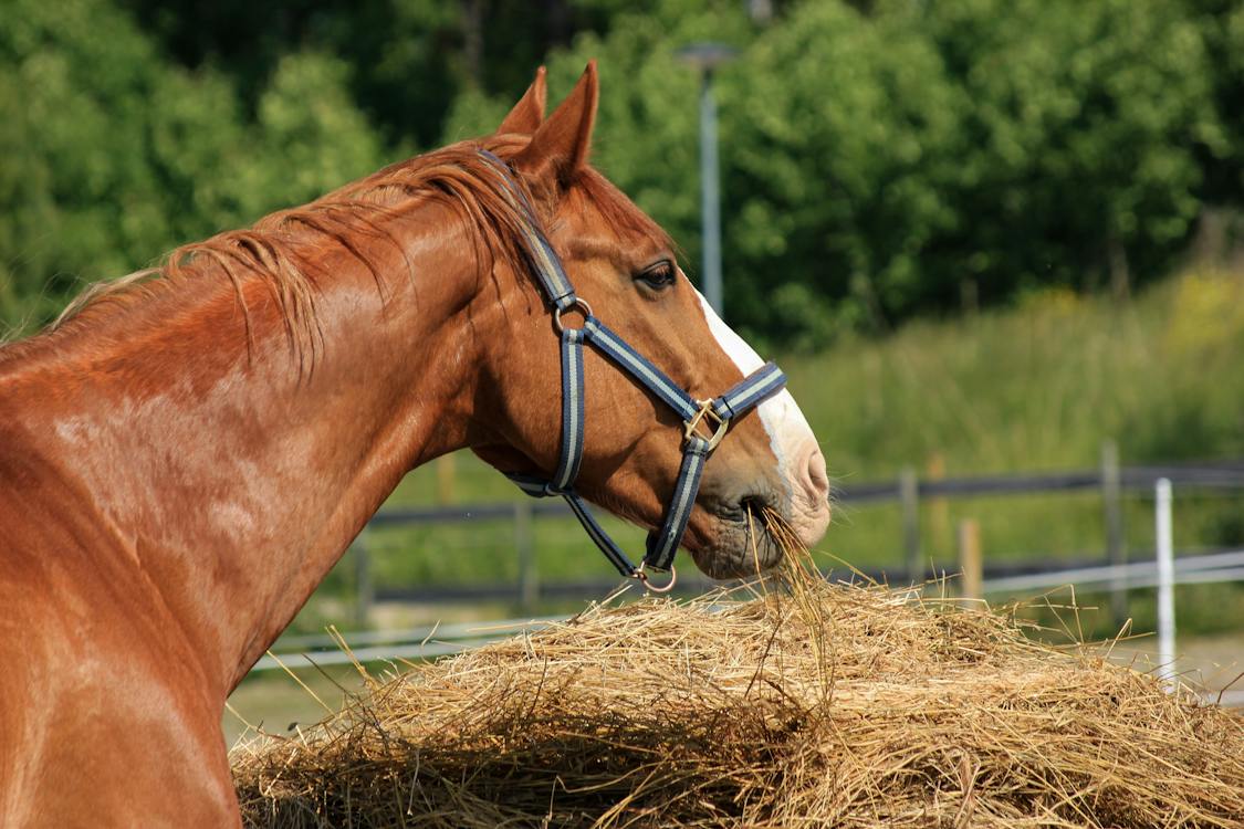 Horse feeding on hay