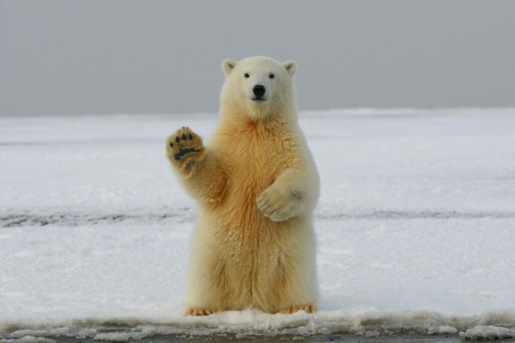 Lone Huge Polar Bear