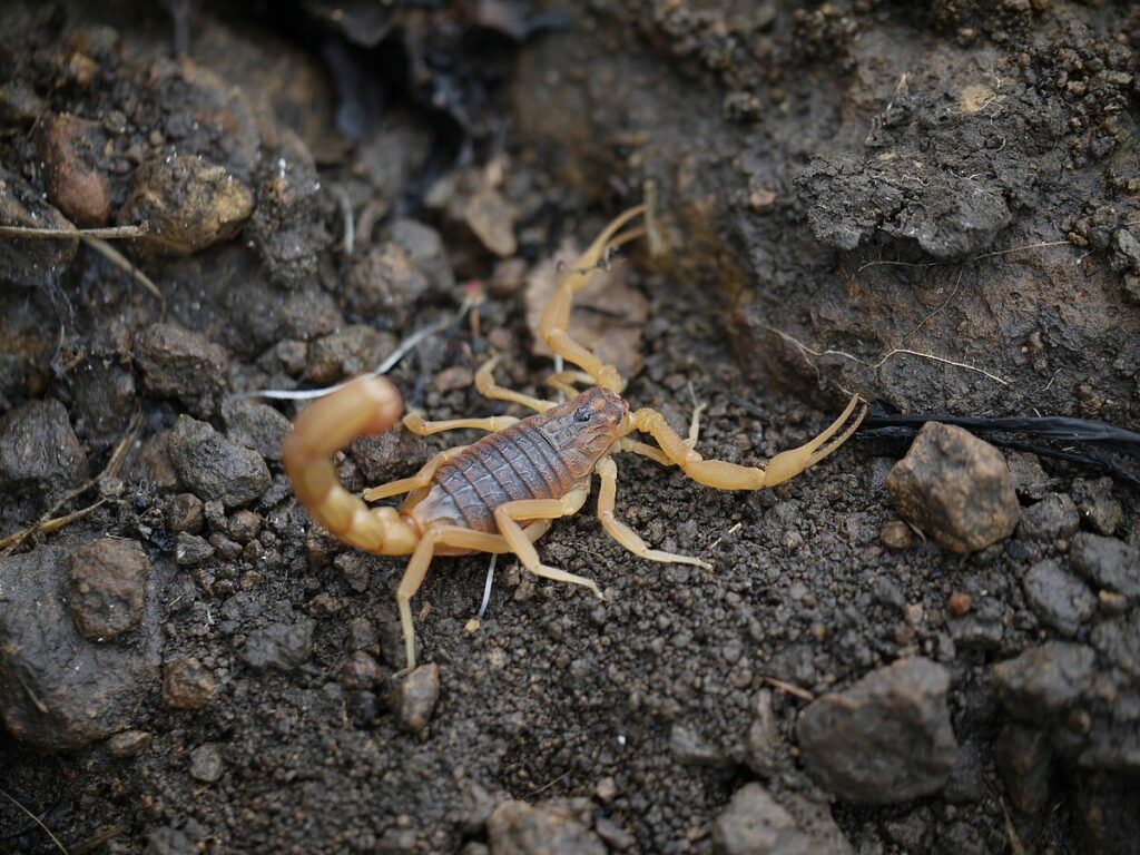 Indian red scorpion - Hottentotta tamulus