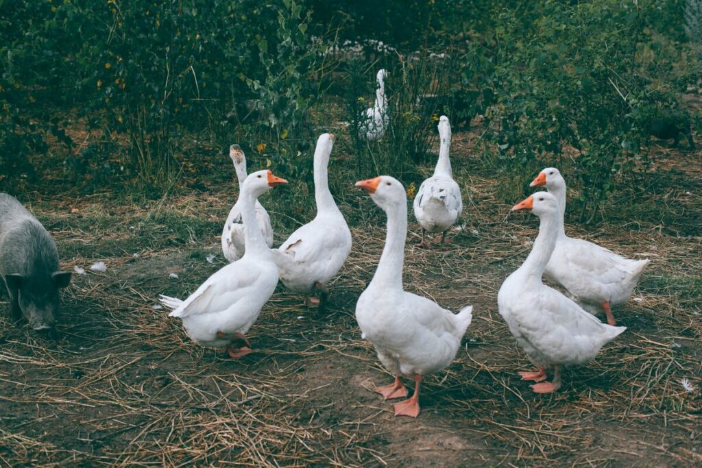 Secure goose pen with predator deterrents and weather protection, showcasing safety measures.