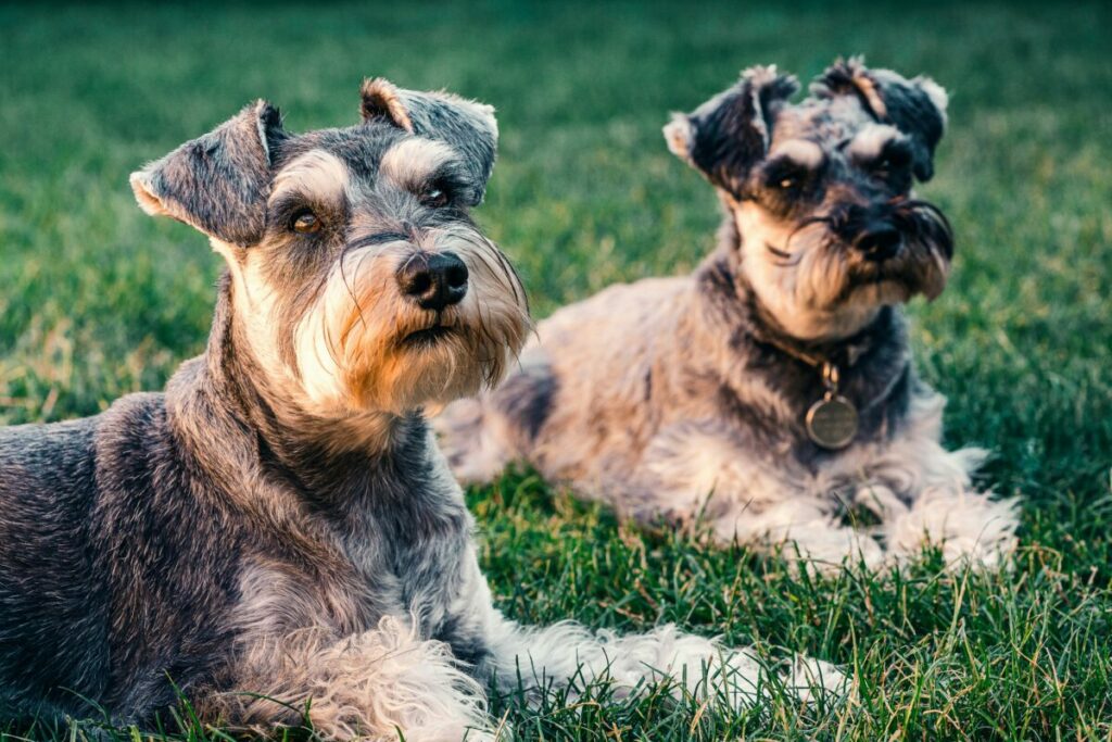 Teacup Schnauzer during a training session demonstrating behavior and attitude