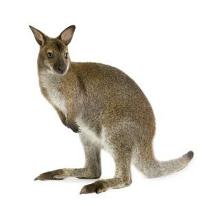 kangaroo_habitat-4640209