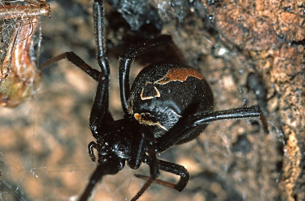 Katipo Spider in New Zealand