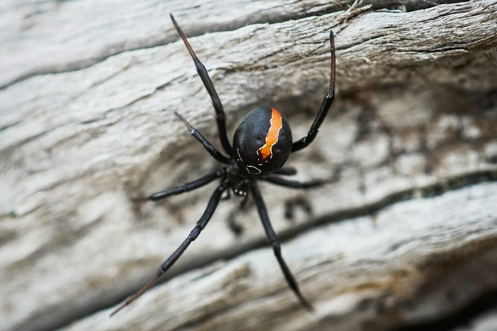 Katipo Spider Body Up-close