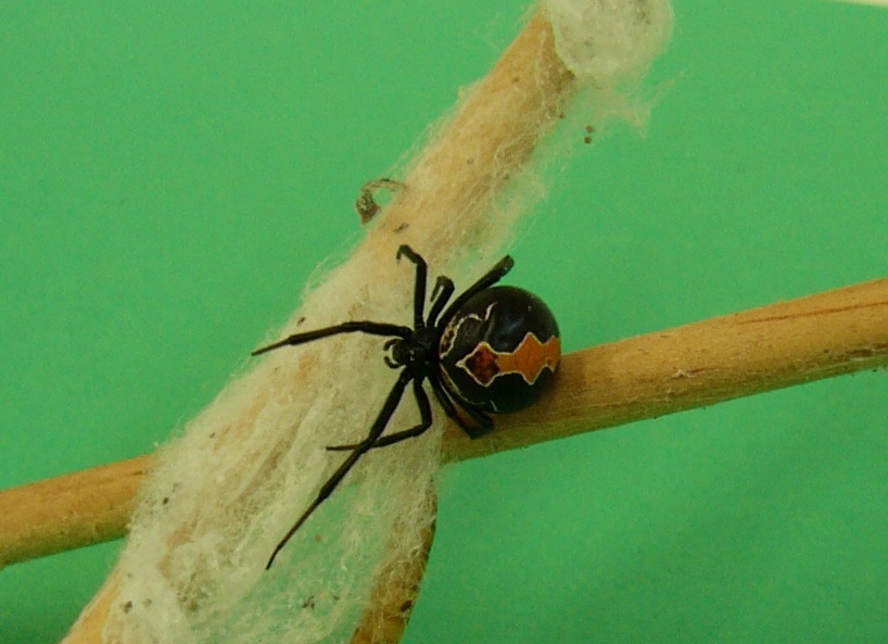 Katipo Spider Up-close