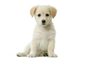 labrador_puppy_training-7122553