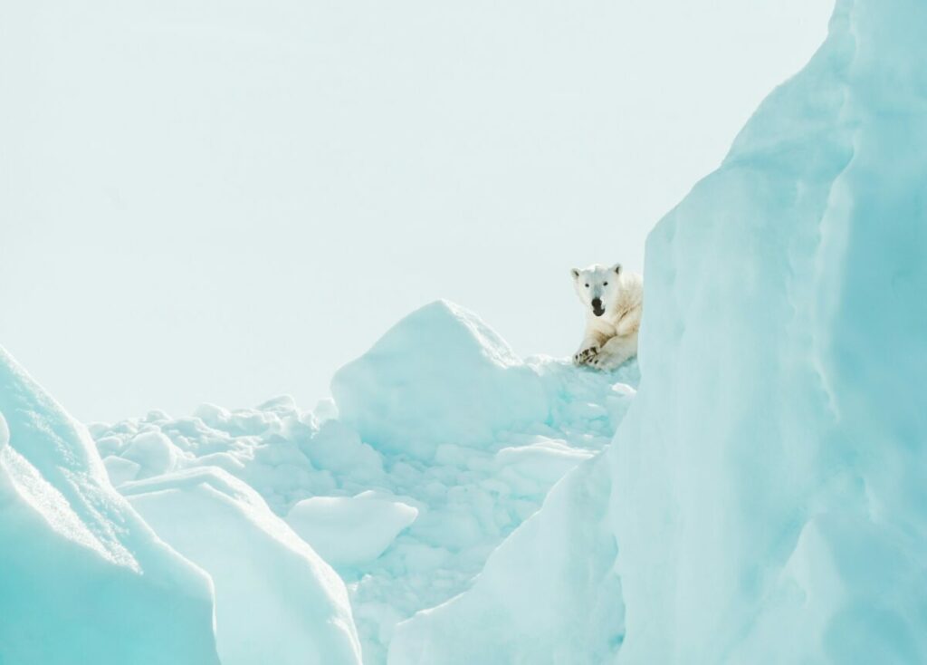 Lone polar bear hiding on a huge ice
